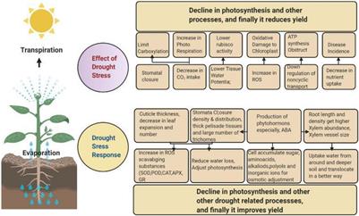 Phytohormones Trigger Drought Tolerance in Crop Plants: Outlook and Future Perspectives